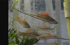 Image result for Cool Looking Freshwater Aquarium Fish