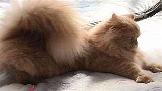 Image result for Fluffy Cat Tail