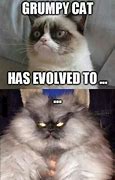 Image result for Evolution of the Cat Meme