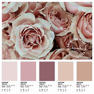 Image result for Rose Red Color Pantone