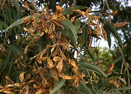 Image result for Lillies in Far North QLD