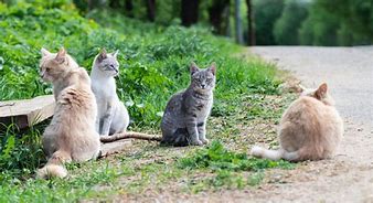 Image result for Pictures MEME Feral Cats Rescue Care