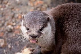 Image result for Angry Otter