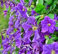 Image result for Purple Clematis Vine Leaves