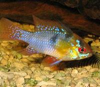 Image result for Columbian Ram Fish