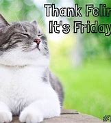 Image result for Friday Cat Meme