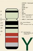 Image result for Y Chromosome Map
