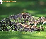 Image result for Crocodile Nose