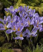 Image result for Crocus kosaninii