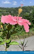 Image result for Akino Puerto Rico
