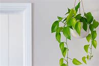 Image result for Greenery Vines