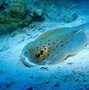 Image result for Sea Life Pictures