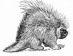 Image result for Porcupine Draw