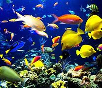 Image result for sea animal ipad wallpapers