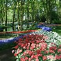 Image result for Amsterdam Rose Fields