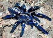 Image result for Blue Bird Eating Tarantula