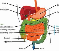 Image result for How Big Is Gallbladder