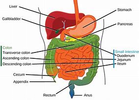 Image result for Smallest Organ in the Body