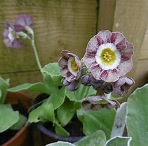 Image result for Primula auricula Lucy Locket