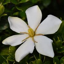 Gardenia jasminoides Sweet Star に対する画像結果