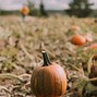 Image result for Pumpkn Patch Ground