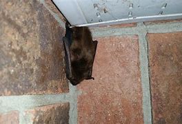 Image result for Bats in Shelter