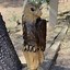 Image result for Large Wood Carvings of Animals