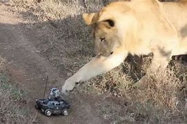 Image result for Lion vs GoPro