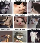 Image result for Neutral Cat Meme