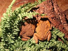 Image result for Side View Cane Toad