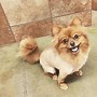 Image result for Pomeranian Haircuts