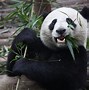 Image result for Panda Eating Bamboo Greenscreen