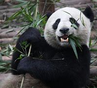 Image result for Giant Panda Food