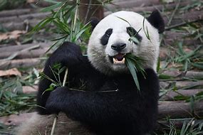 Image result for Panda Bear Eating Bamboo