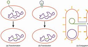Image result for Prokaryotic Cell Reproduction
