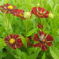 Image result for Helenium Indianersommer