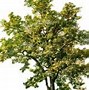 Image result for Tree Clip Art High Resolution