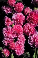 Image result for Alcea rosea plena Roze