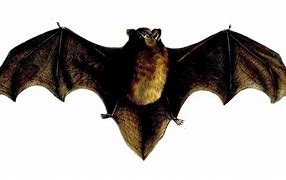 Image result for Bat Bird