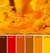 Image result for Maple Yellow RGB Cde