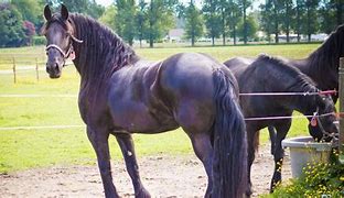 Image result for Friesian Horse Temperament