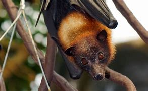 Image result for Flying Fox Bat Facts