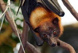 Image result for Facts About Flying Foxes