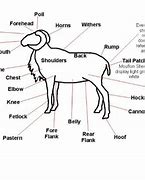 Image result for Corsican Ram Hunts