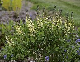 Image result for Baptisia australis Vanilla Cream