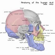 Image result for Side View of Face Labeled Skeleton