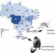 Image result for Zika Trap