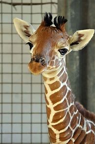 Image result for Cutest Baby Giraffe