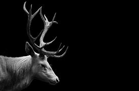Image result for Animal Wallpaper Black and White