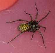 Image result for What Is the Biggest Spider in the UK